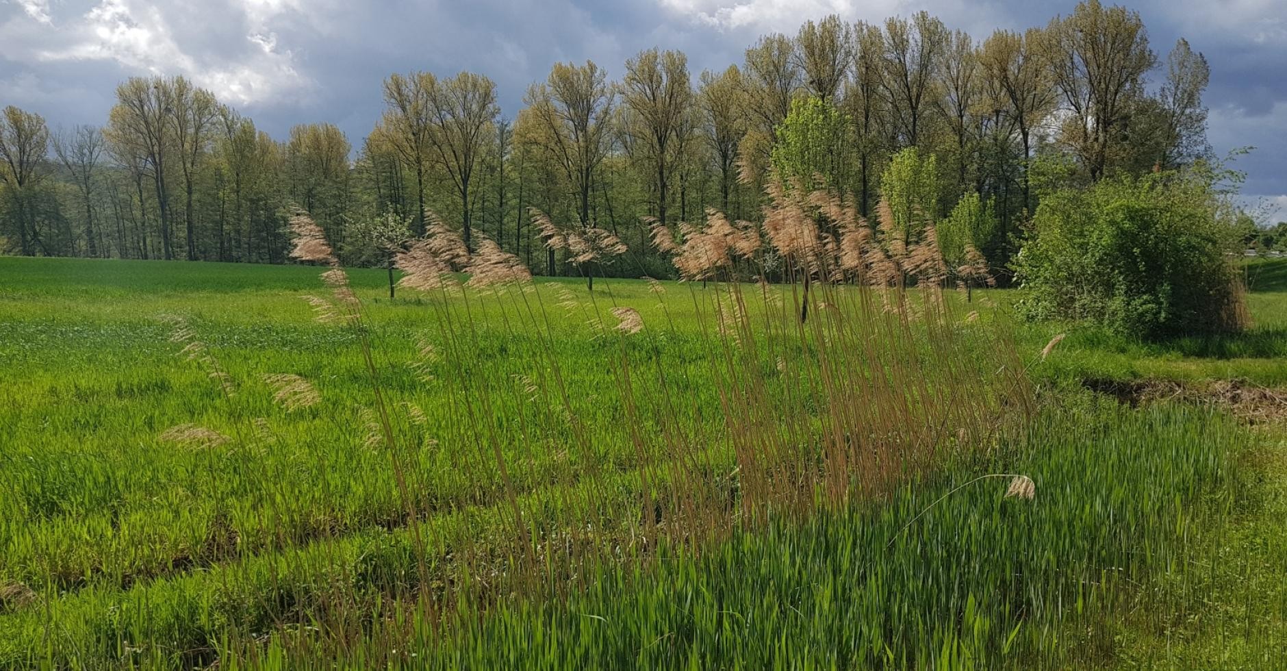 Erlenwäldele im Frühling, im Vordergrund der Rohrbach