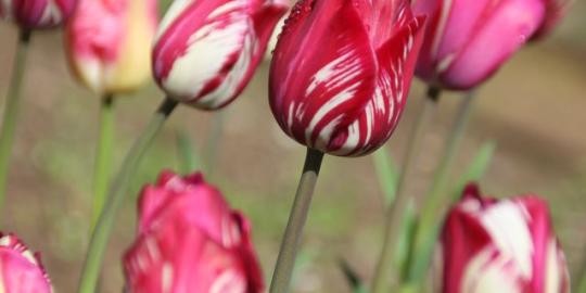 2016_Frühling_Sieberts_5