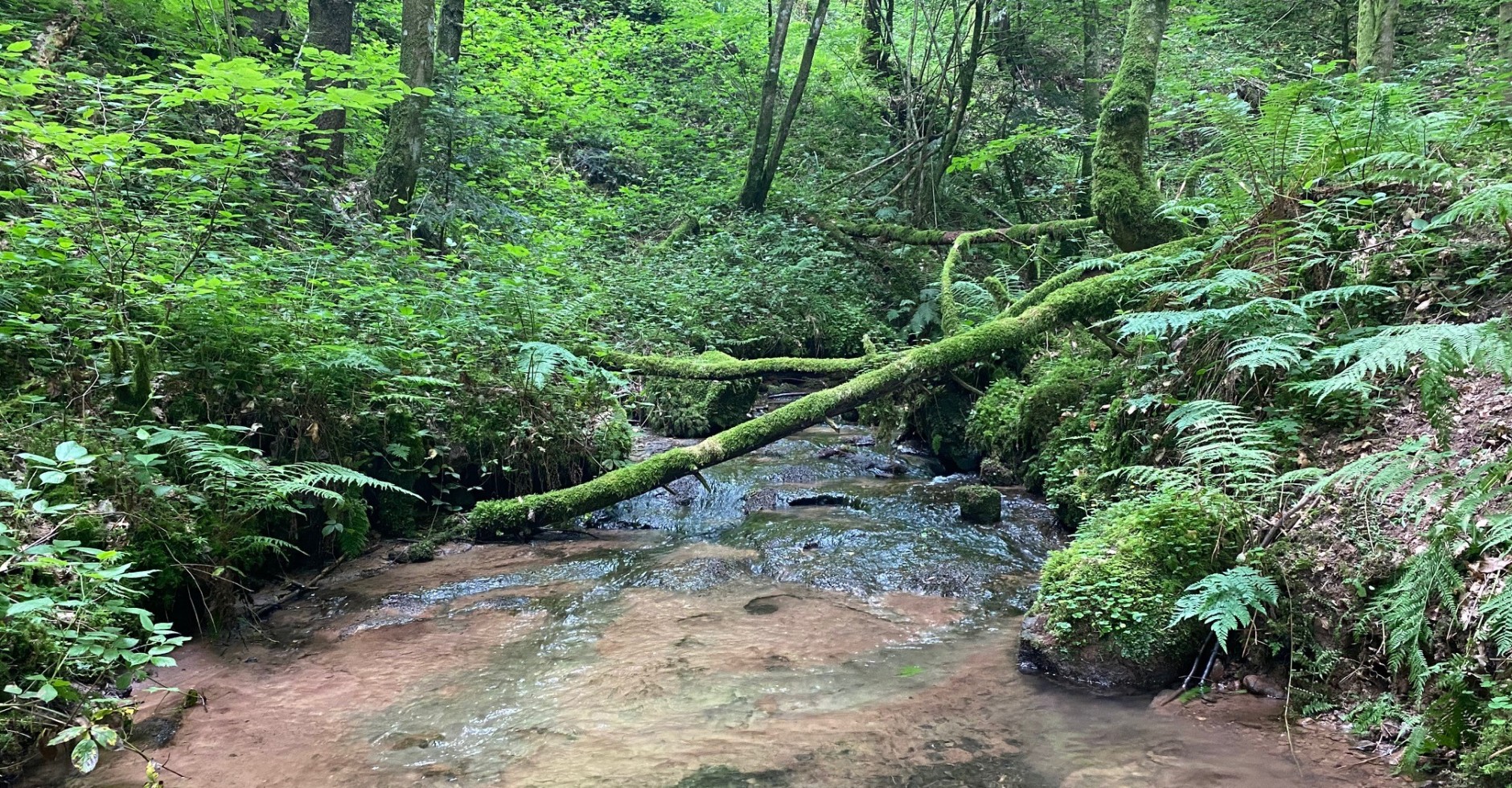 Lautenbach Ettenheimmünster Lautenbach Ettenheimmünster