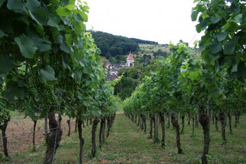 Wanderung Münchweier