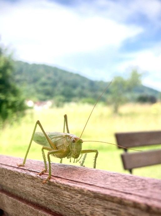 Insektensommer