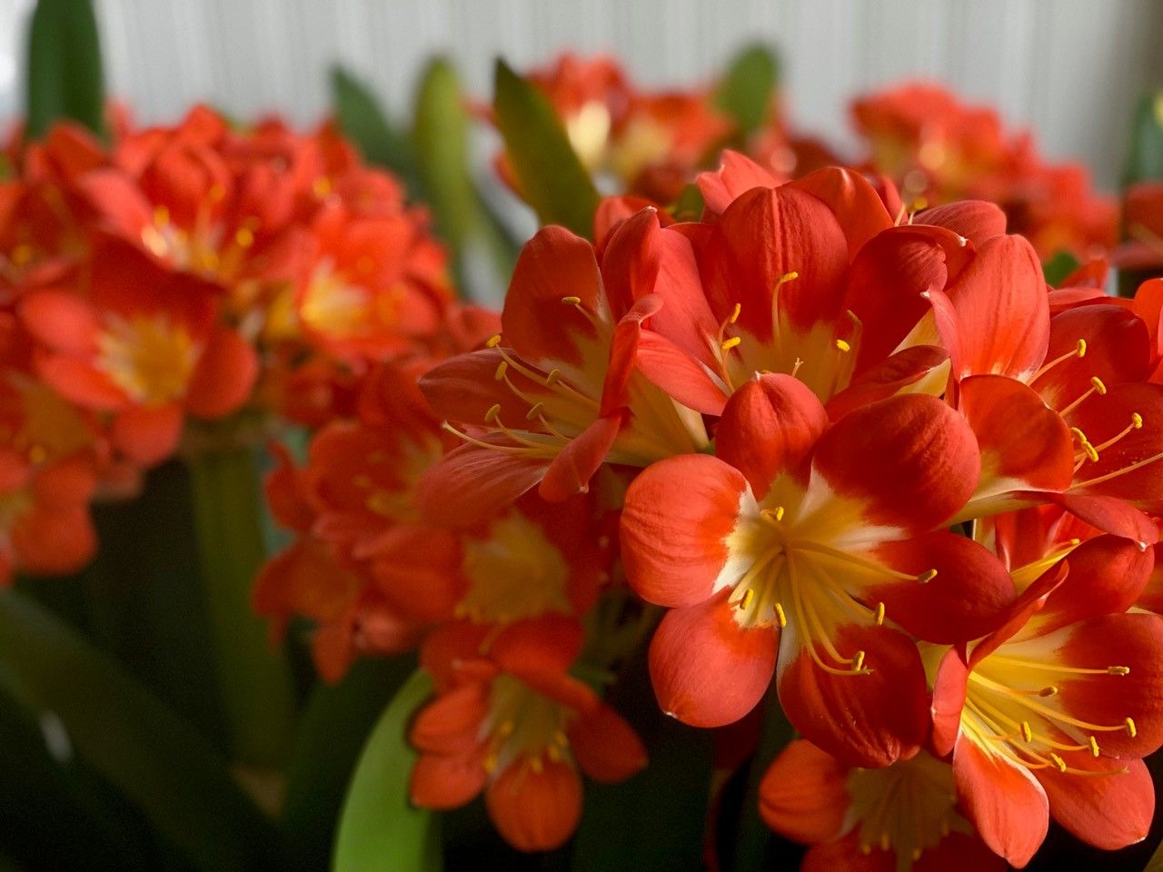 Wenn die Klivie blüht