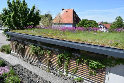 Garagenwand Begrünung