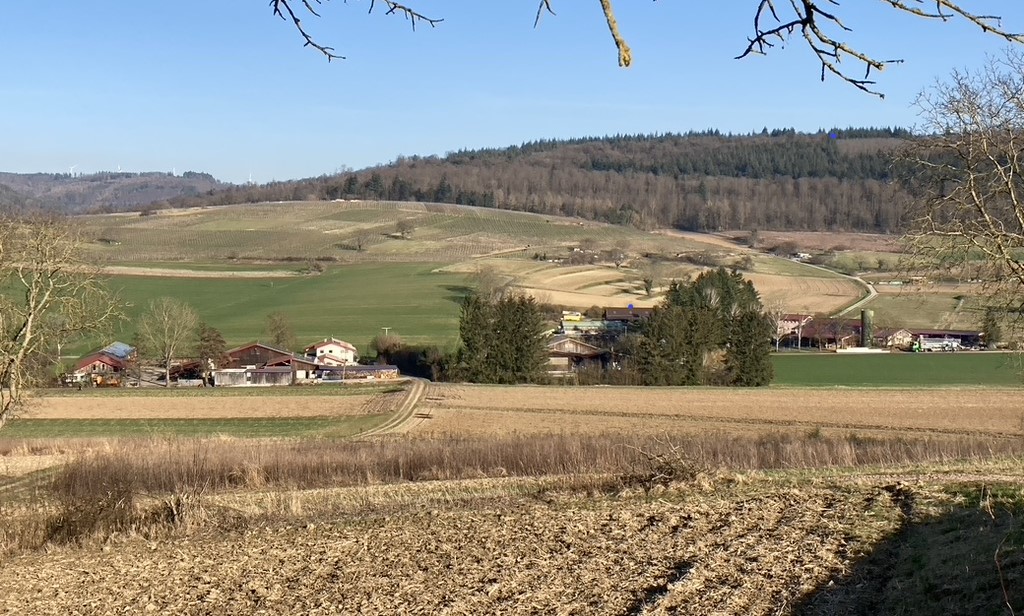 Die Münchweierer Siedlerhöfe von Westen (Foto: FMH)