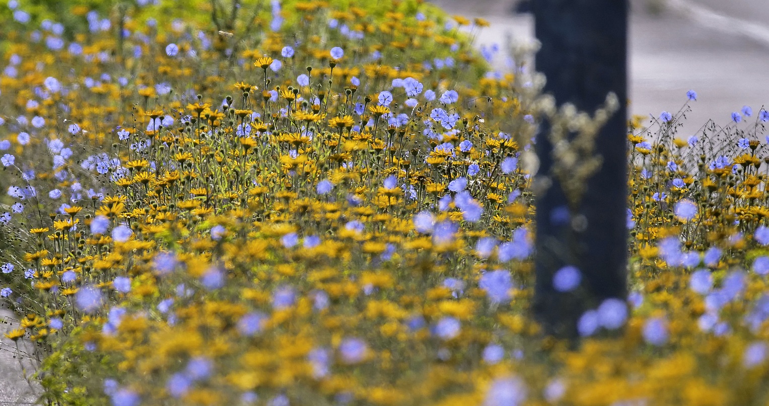 Ausschnitt aus Blumenbeet mit gelben und lila Blüten