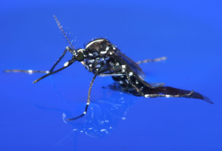 Asiatische Tigermücke