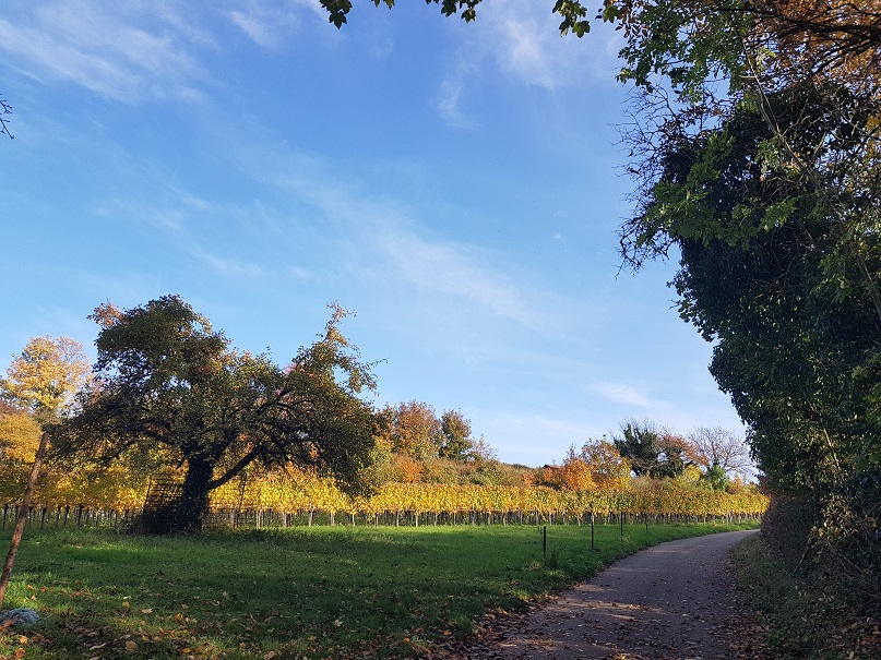 Reben im Herbst 2020 Reben im Herbst 2020