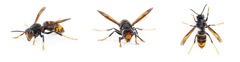 Asiatische Hornisse aus versch. Blickwinkeln