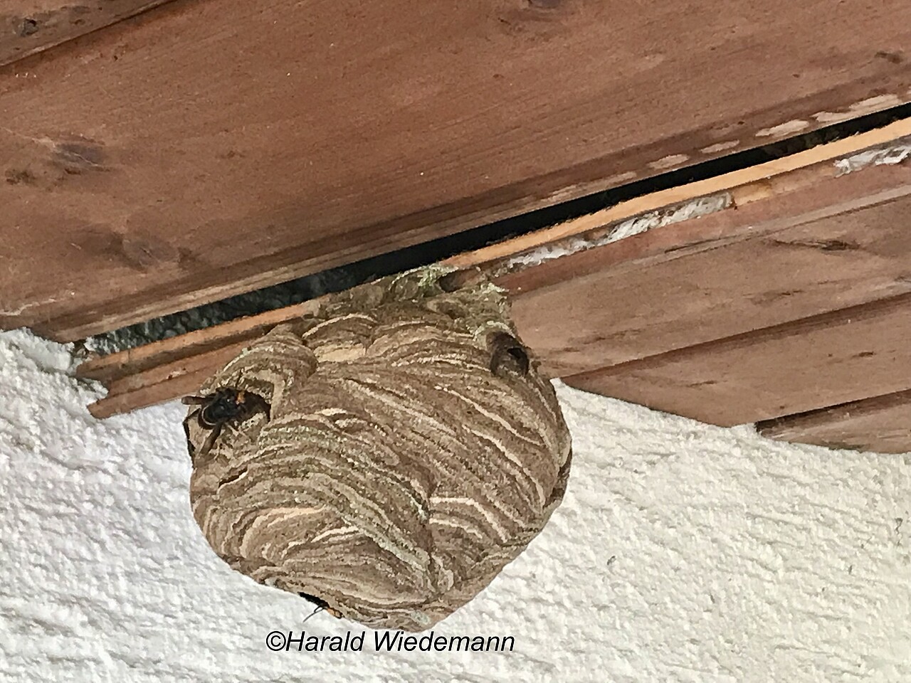 Hinweis: Die Stadt Ettenheim informiert